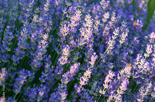 Lavender angustifolia  lavandula blossom in herb garden in morning sunlight