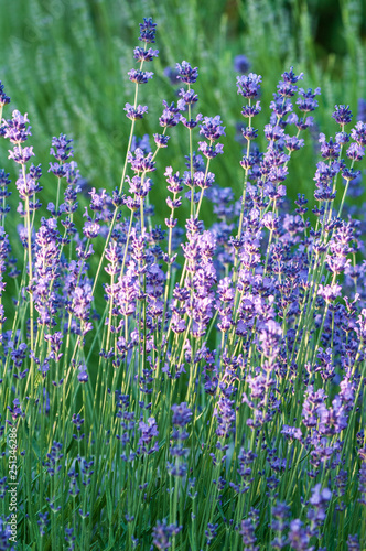 Lavender angustifolia, lavandula blossom in herb garden in morning sunlight