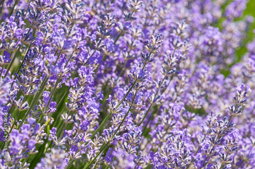 Obraz premium Lavender angustifolia, lavandula blossom in herb garden in morning sunlight