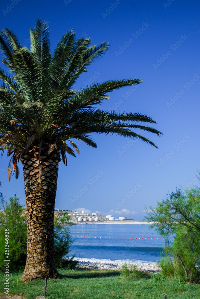 Palm tree on the beach, Montenegro.