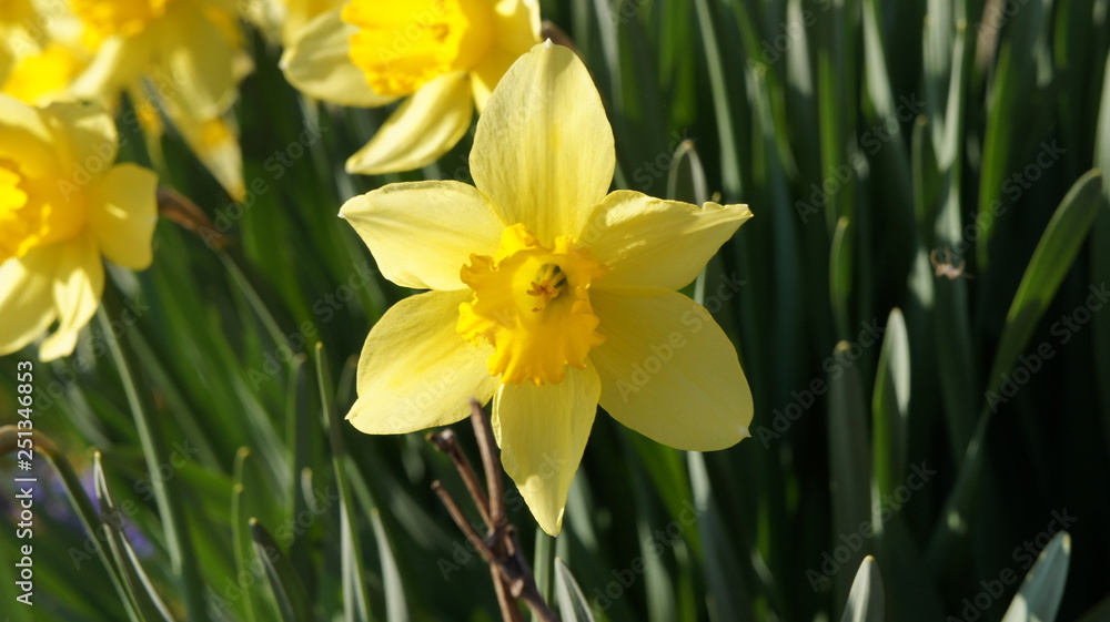 Narcissus yellow flower Narcissus yellow flower