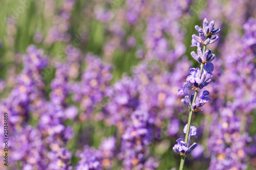 Lavender angustifolia, lavandula blossom in herb garden in morning sunlight