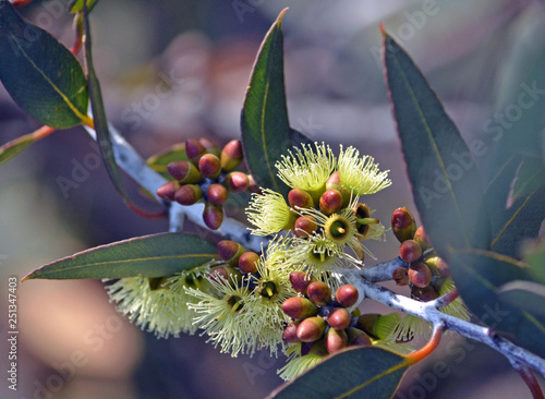 Yellow flowers and buds of the Desmond Mallee, Eucalyptus desmondensis, family Myrtaceae. Endemic to Mount Desmond near Ravensthorpe in Western Australia. photo