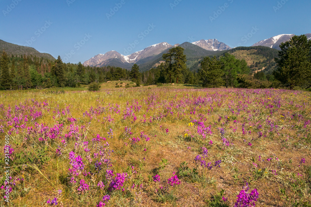 Wildflowers Rocky National Park Landscape 