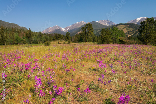 Wildflowers Rocky National Park Landscape 