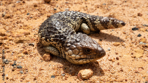 blue tongue lizard on an Australian red dirt track