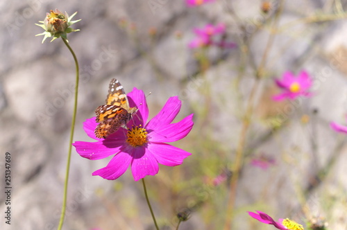 Cosmos flower fall Autumn photo