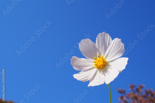 Cosmos flower fall Autumn