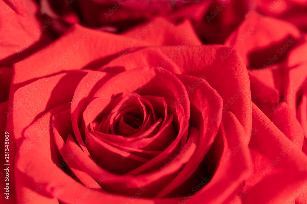 Red rose macro