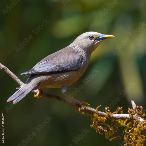 Blyth's Starling perched on a branch