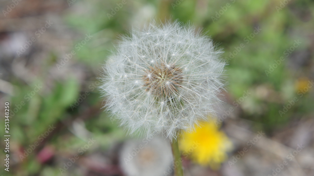 Dandelion Fluff seed