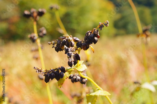 Buckwheat seed field autumn © travelers.high