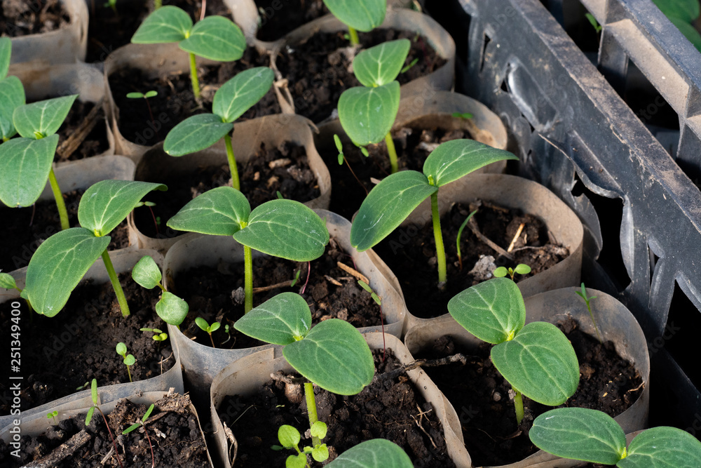 Growing cucumber seedlings. Seedlings in boxes, growing in a greenhouse, February, March. Growing cucumber seedlings. Seedlings in boxes, growing in a greenhouse, February, March.