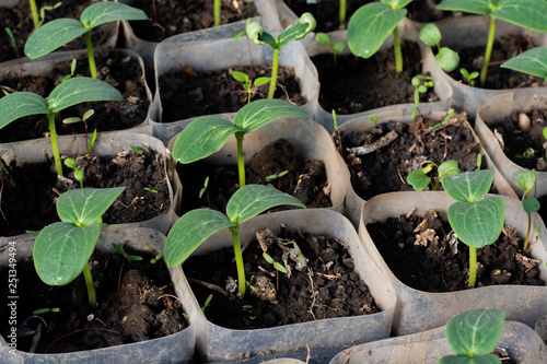 Growing cucumber seedlings. Seedlings in boxes, growing in a greenhouse, February, March.  photo