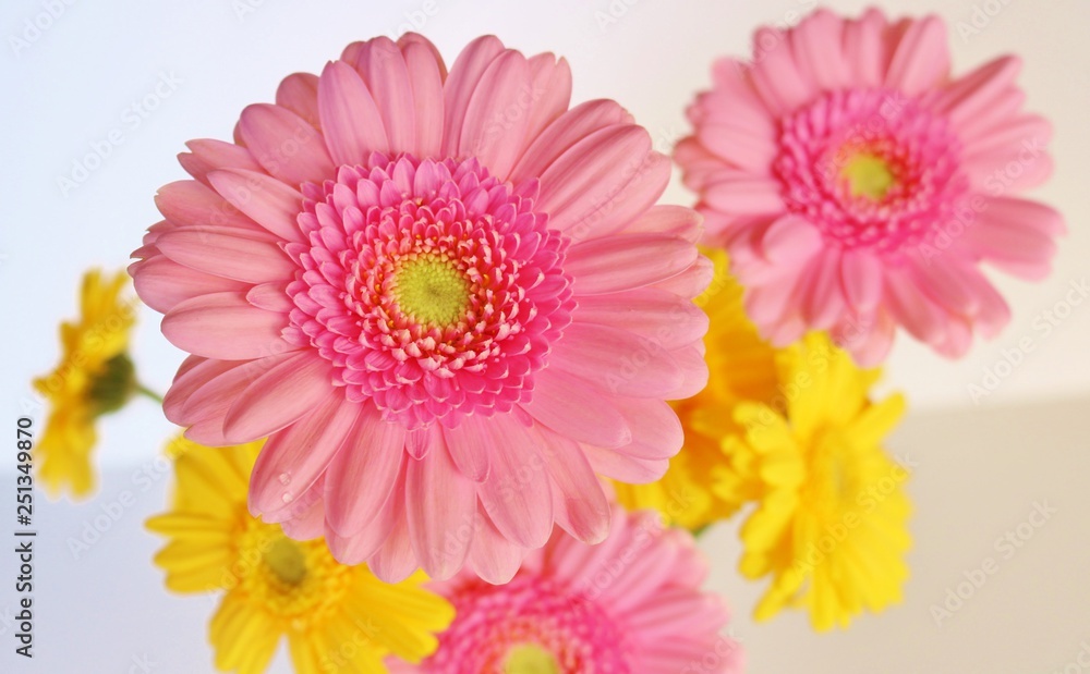 花 ガーベラ ピンク 黄色 Stock Photo Adobe Stock