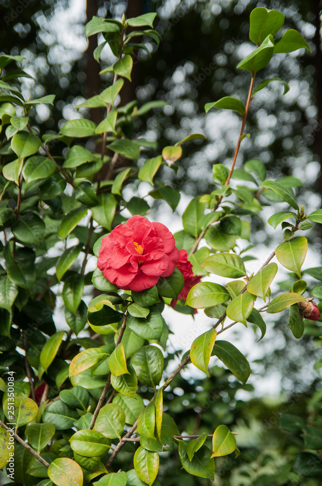 closeup of a red camellia flower in the garden closeup of a red camellia flower in the garden