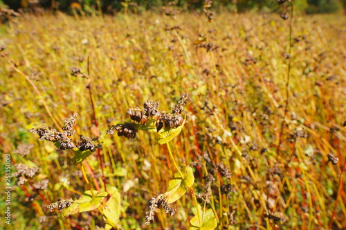 Buckwheat seed field autumn