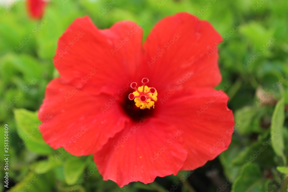 red flower in the garden