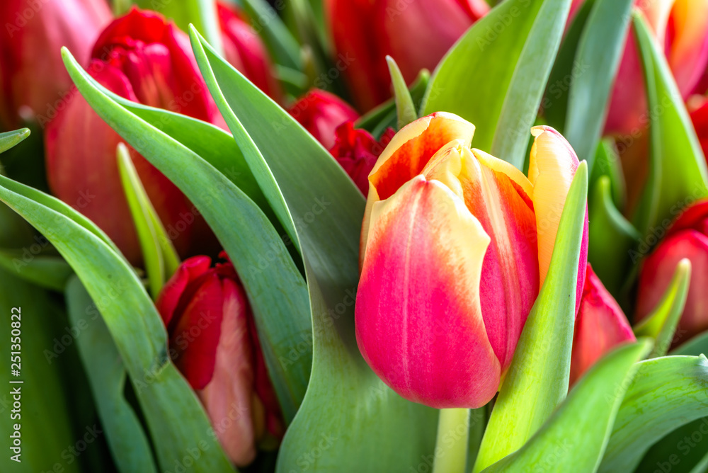 Flowering tulips, spring easter background with flowers, macro Flowering tulips, spring easter background with flowers, macro