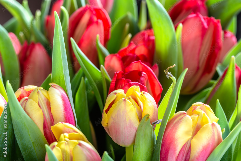 Fototapeta premium Flowering tulips, spring background with flowers, macro