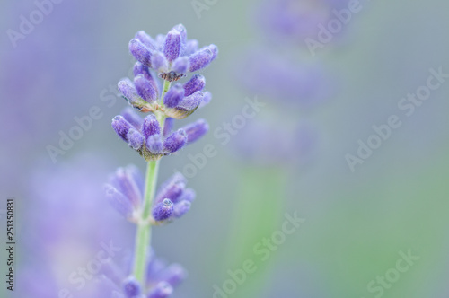 Lavender angustifolia, lavandula blossom in herb garden