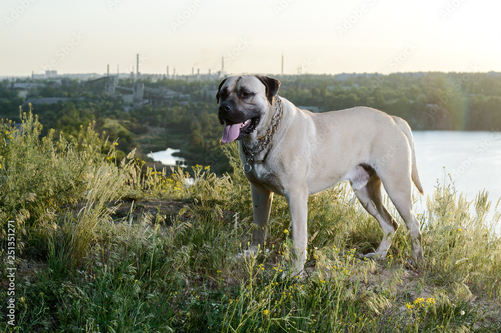 picture of a big dog on the grass. Bullmastiff. 