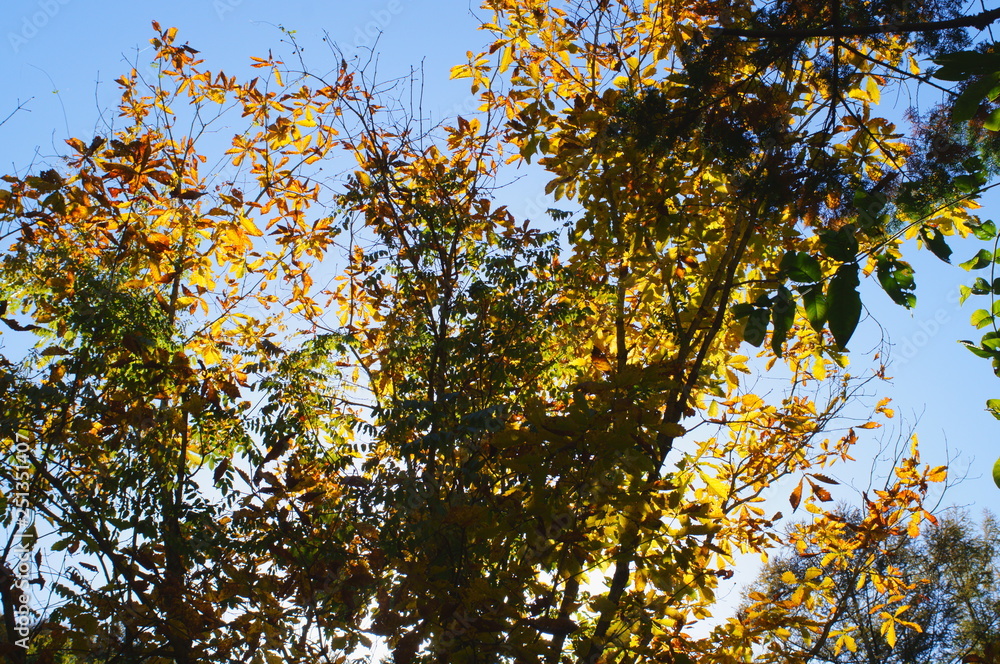 Mountains of autumn of Japan Mountains of autumn of Japan