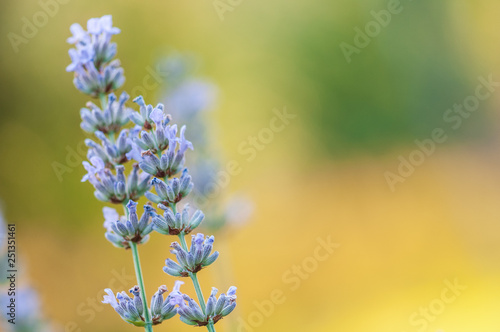 Lavender angustifolia  lavandula blossom in herb garden in evening sunlight  sunset