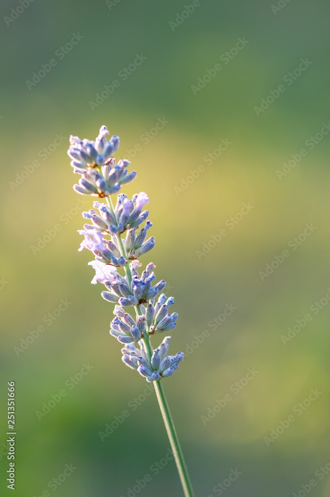 Fototapeta premium Lavender angustifolia, lavandula blossom in herb garden in evening sunlight, sunset