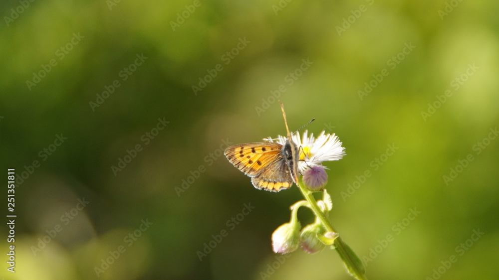 Lycaena phlaeas butterfly