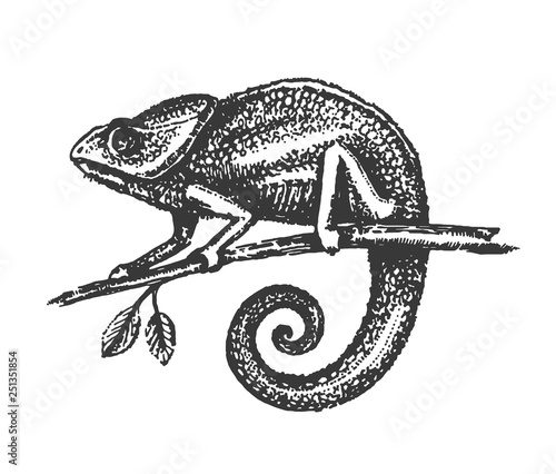 Vector illustration concept of Chameleon hand drown illustration on white background