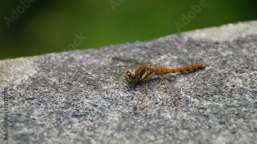 resting the Dragonfly