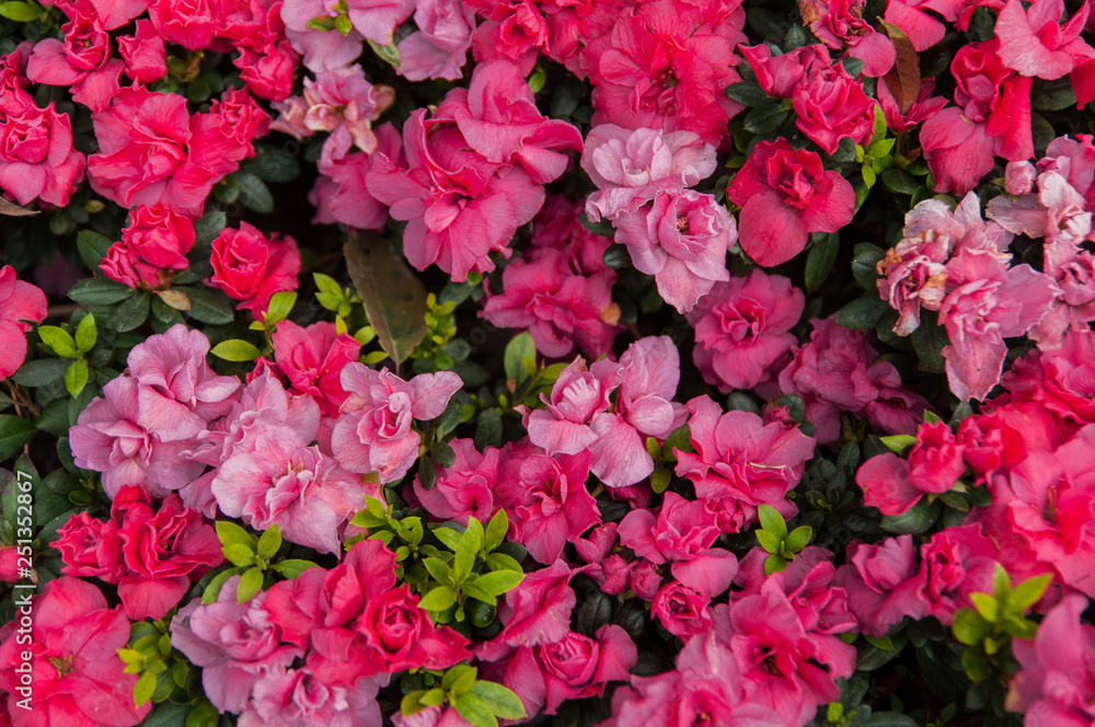 various pink color primrose flowerbed in spring, top view. various pink color primrose flowerbed in spring, top view.