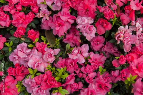 various pink color primrose flowerbed in spring, top view. © Sopear