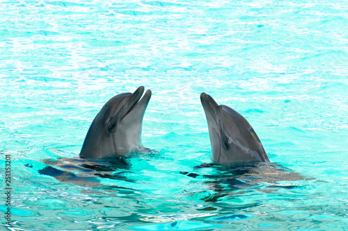 dolphins swimming in the clear blue water of the pool