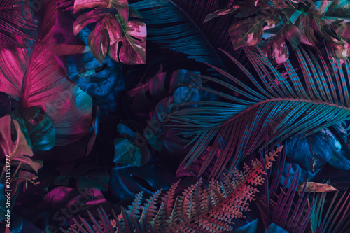 Fototapeta Kreatywny układ fluorescencyjny wykonany z tropikalnych liści. Płaskie świeciły neonowe kolory. Koncepcja natury.