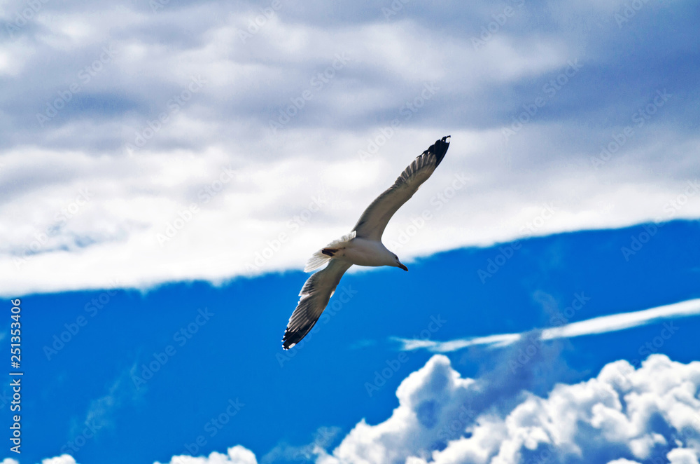 Obraz premium Seagull in Flight