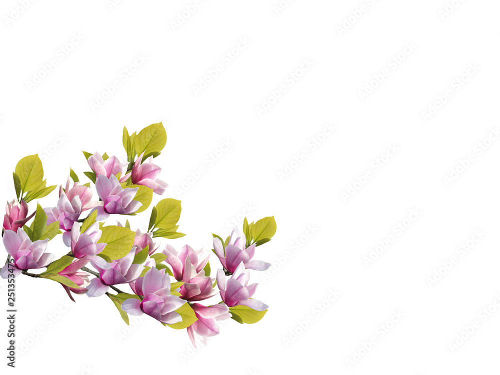 Beautiful magnolia flower blooming background.