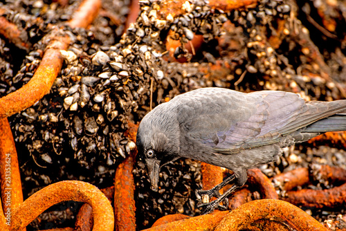 hooded crow looking for food between a rusty chian photo