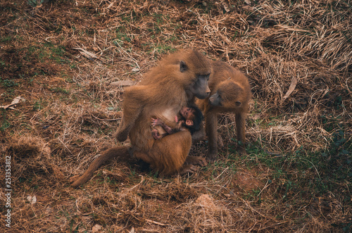  Nice image of guinea baboons. Animal