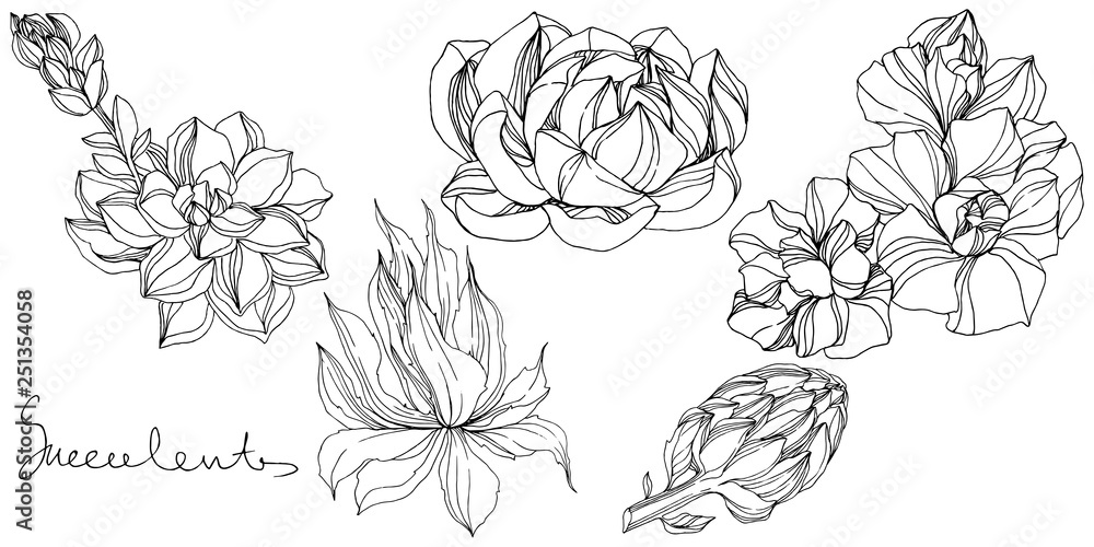 Vector Jungle botanical succulent flower. Black and white engraved ink art. Isolated succulents illustration element. Vector Jungle botanical succulent flower. Black and white engraved ink art. Isolated succulents illustration element.