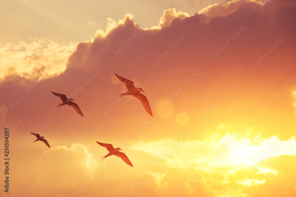 A few seagulls flying in the sky at sunset and evening clouds