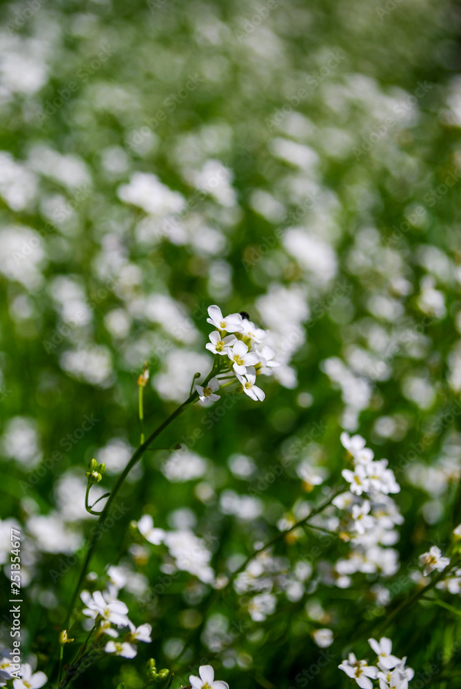 White meadow flowers. White meadow flowers.
