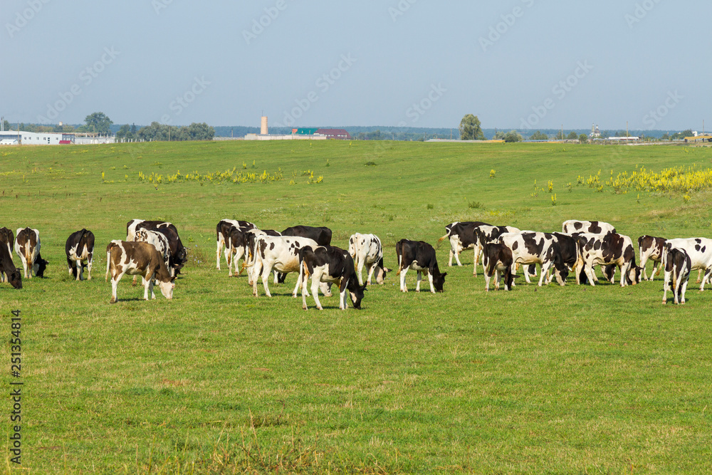 A herd of young cows and heifers grazing in a lush green pasture of grass on a beautiful sunny day. Black and white cows in a grassy field on a bright and sunny day
