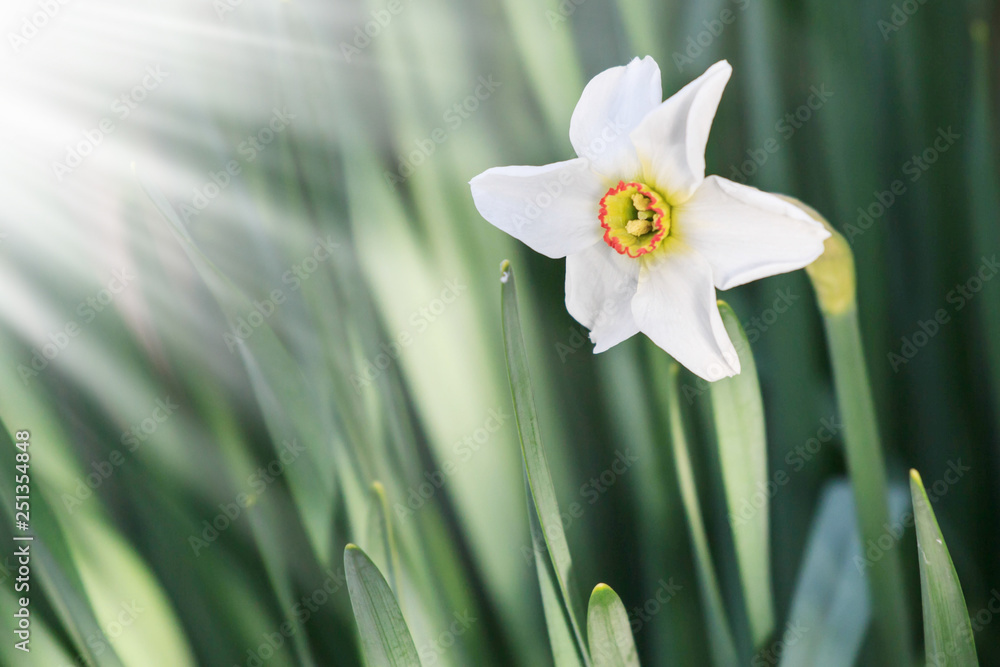 White easter flowers in sunshine. Space for text. White easter flowers in sunshine. Space for text.