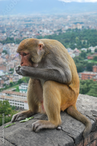 Macaque © Mikolaj