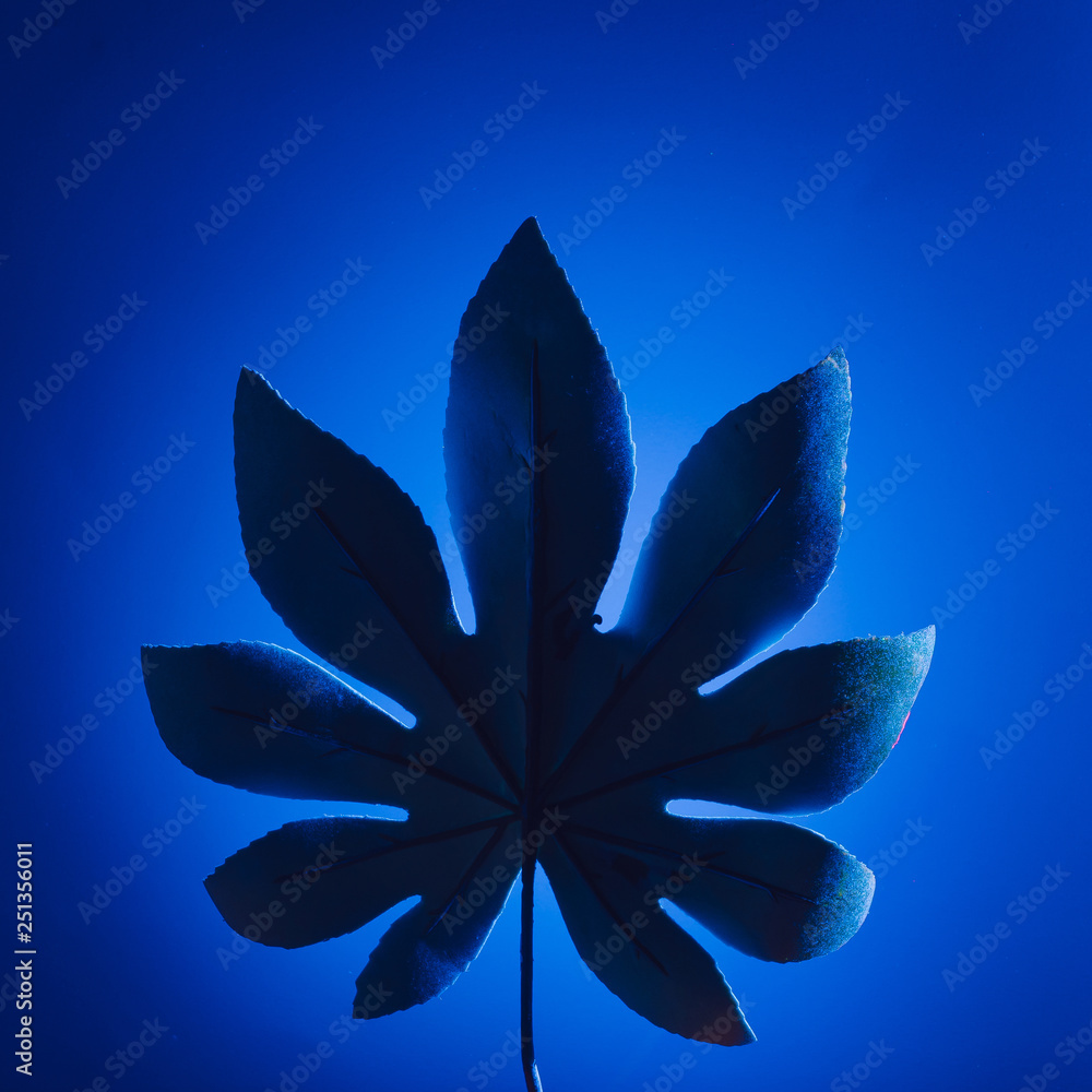 Neon tropical leaf in blue vivid fluorescent color. Summer colorful nature concept background.