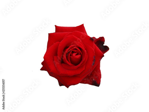 Red rose flower isolated on white background.