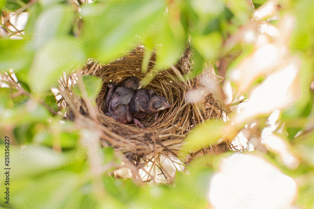 two squab chick birds four days old yellow vented bulbul in the nest, one open the beak for feeding two squab chick birds four days old yellow vented bulbul in the nest, one open the beak for feeding