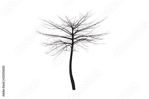 Dead tree isolated on white background Suitable for use.